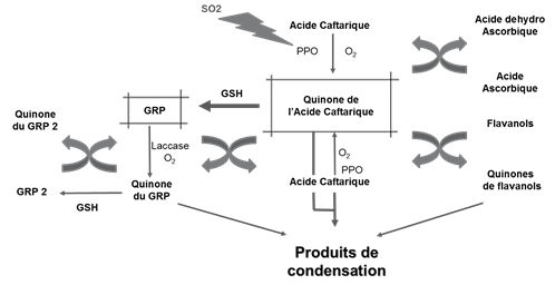 Figura 1: Mecanismo da oxidação enzimática sobre mostos (Fuente: Rigaud et al, 1990)
