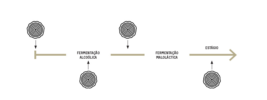 Fermentaçao