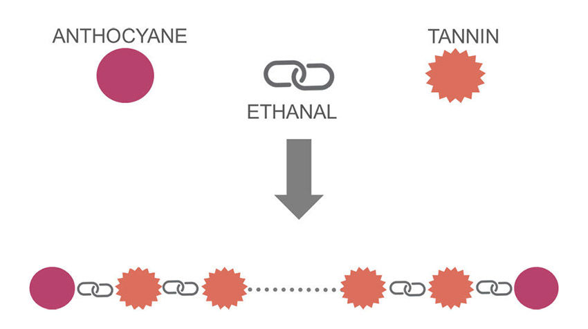Figura 2 : Princípio de polimerização de Tanino-Antociano com a ponte etilada. (Fonte : Vivelys)