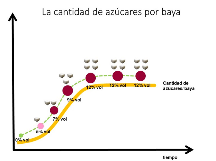 Cantidad de azúcares por baya