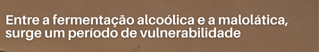 Entre a fermentação alcoólica e a malolática, surge um período de vulnerabilidade