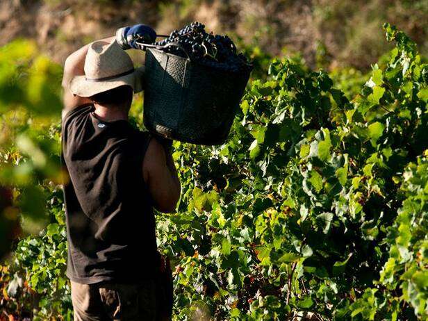 Controlos de maturação – Onde está a fruta?