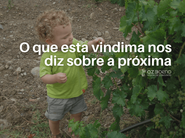 O que esta vindima nos diz sobre a próxima
