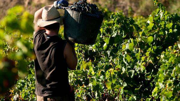 Controlos de maturação – Onde está a fruta?