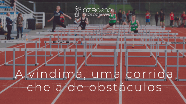 A vindima, uma corrida cheia de obstáculos