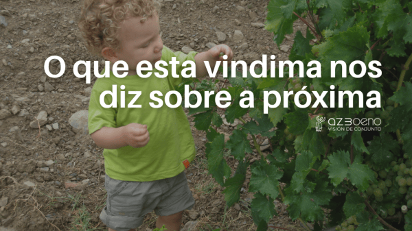 O que esta vindima nos diz sobre a próxima