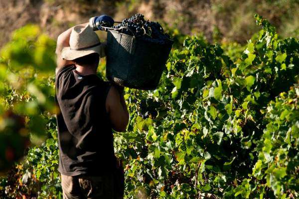 Controlos de maturação – Onde está a fruta?