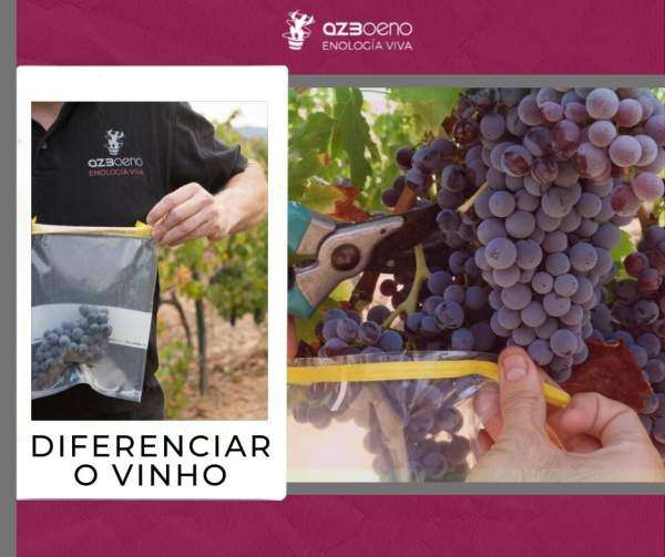 DIFERENCIAR O VINHO