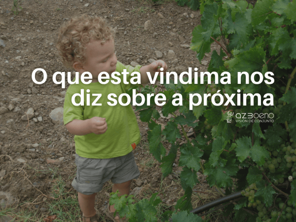 O que esta vindima nos diz sobre a próxima